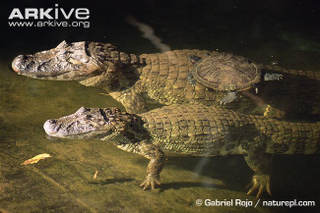 Illustration for article titled Sunday Crocodilian - Caiman latirostris Edition